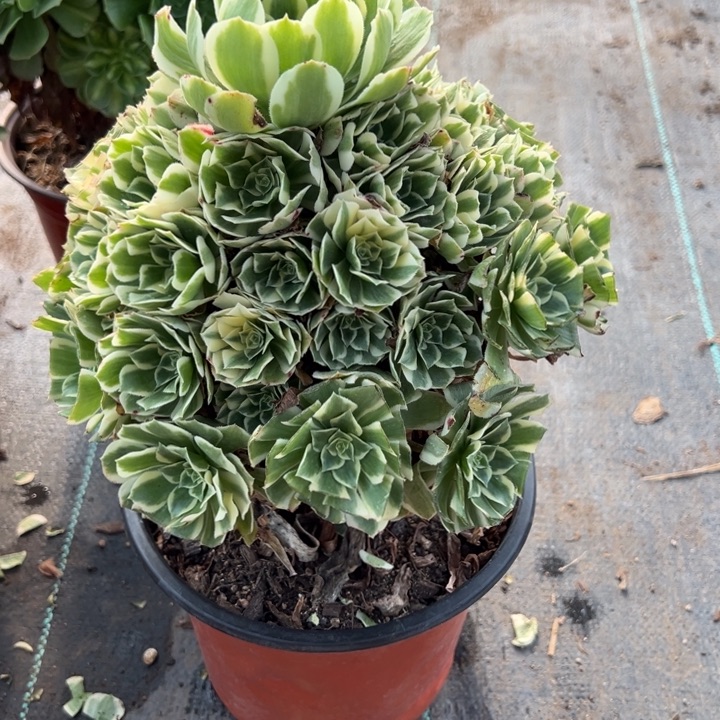 迈巴赫多肉自己走，台