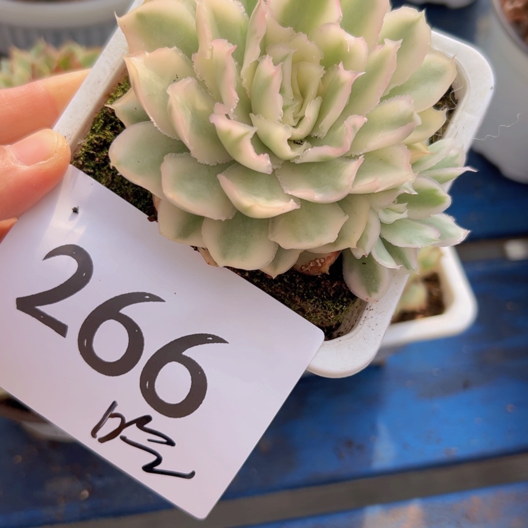 吃****豆266！唱歌vv抱抱你