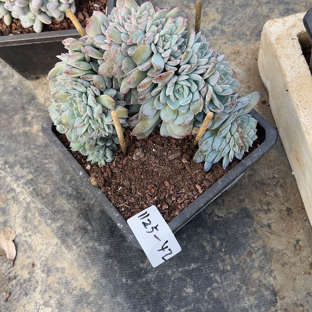 一***笑1125-42冰魄缀多肉寄养