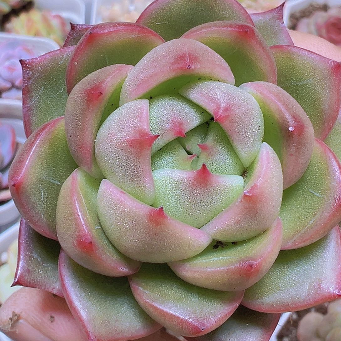 冰宝龙19包邮多肉植物