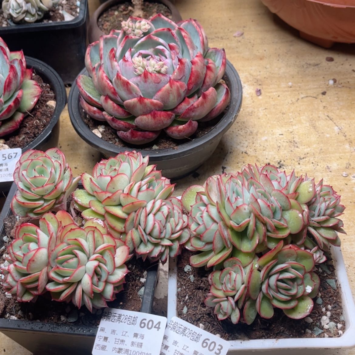 【闪购商品】麦****劳603.604牡丹亭缀