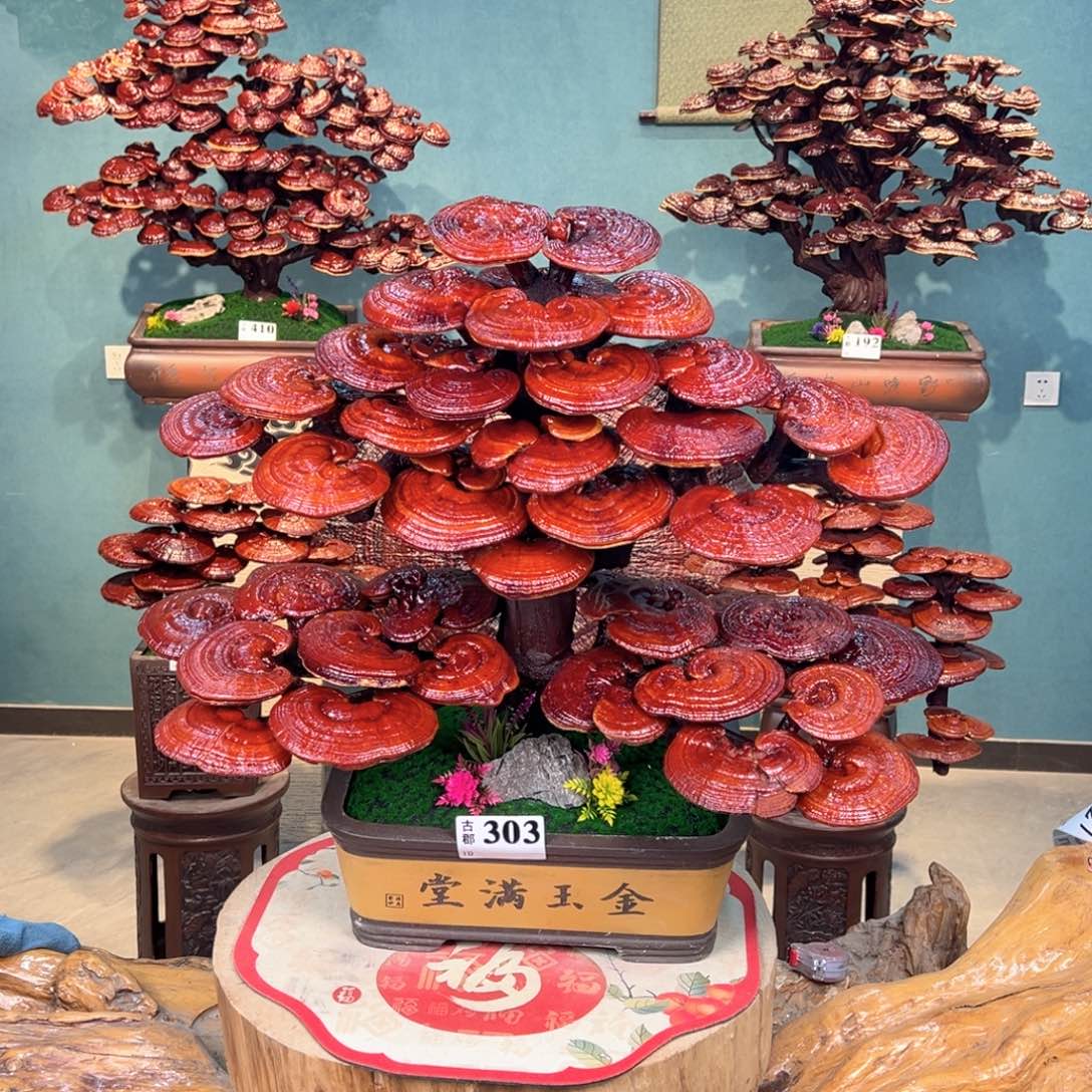 无花朵868888888555