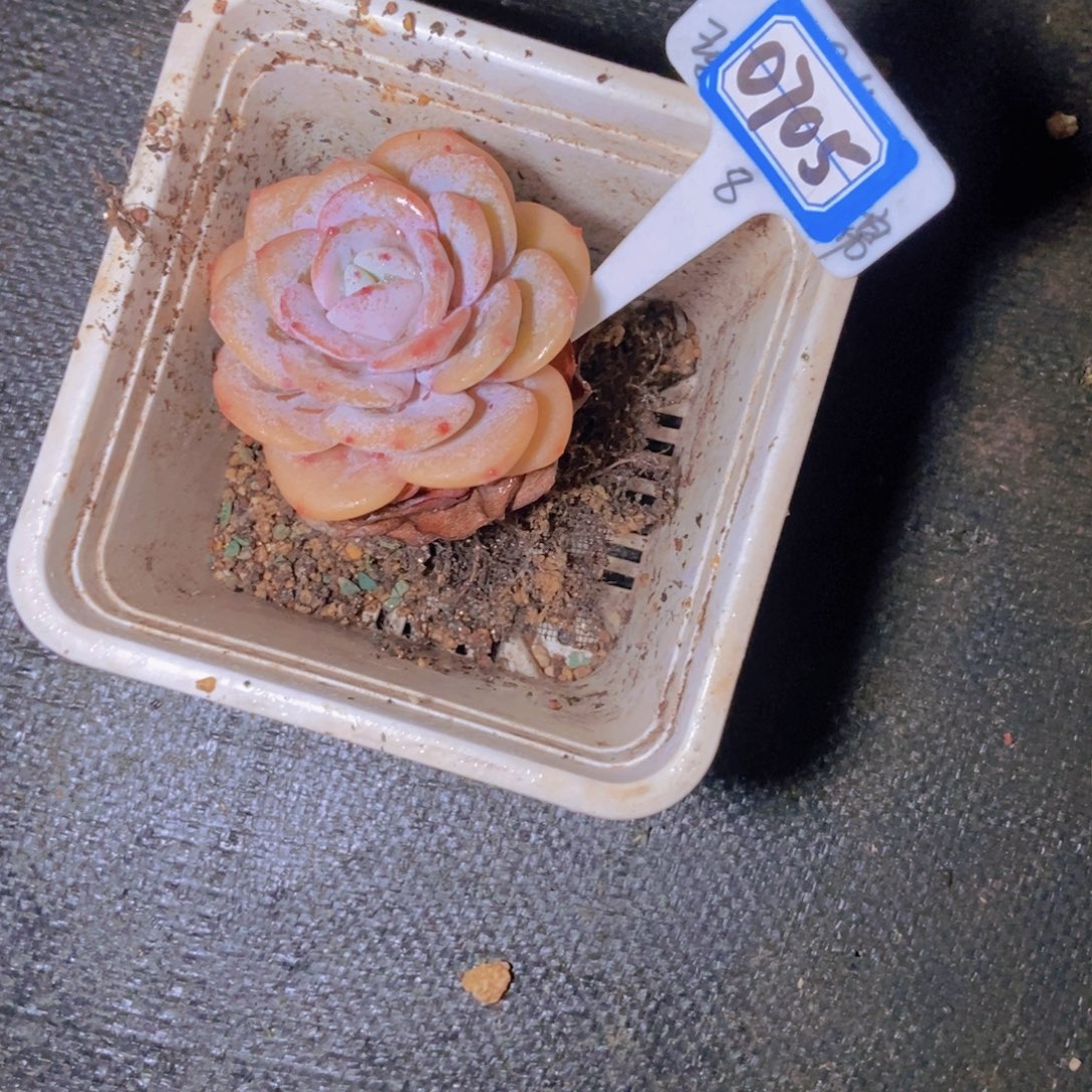 深***羊0705奶茶单头一颗