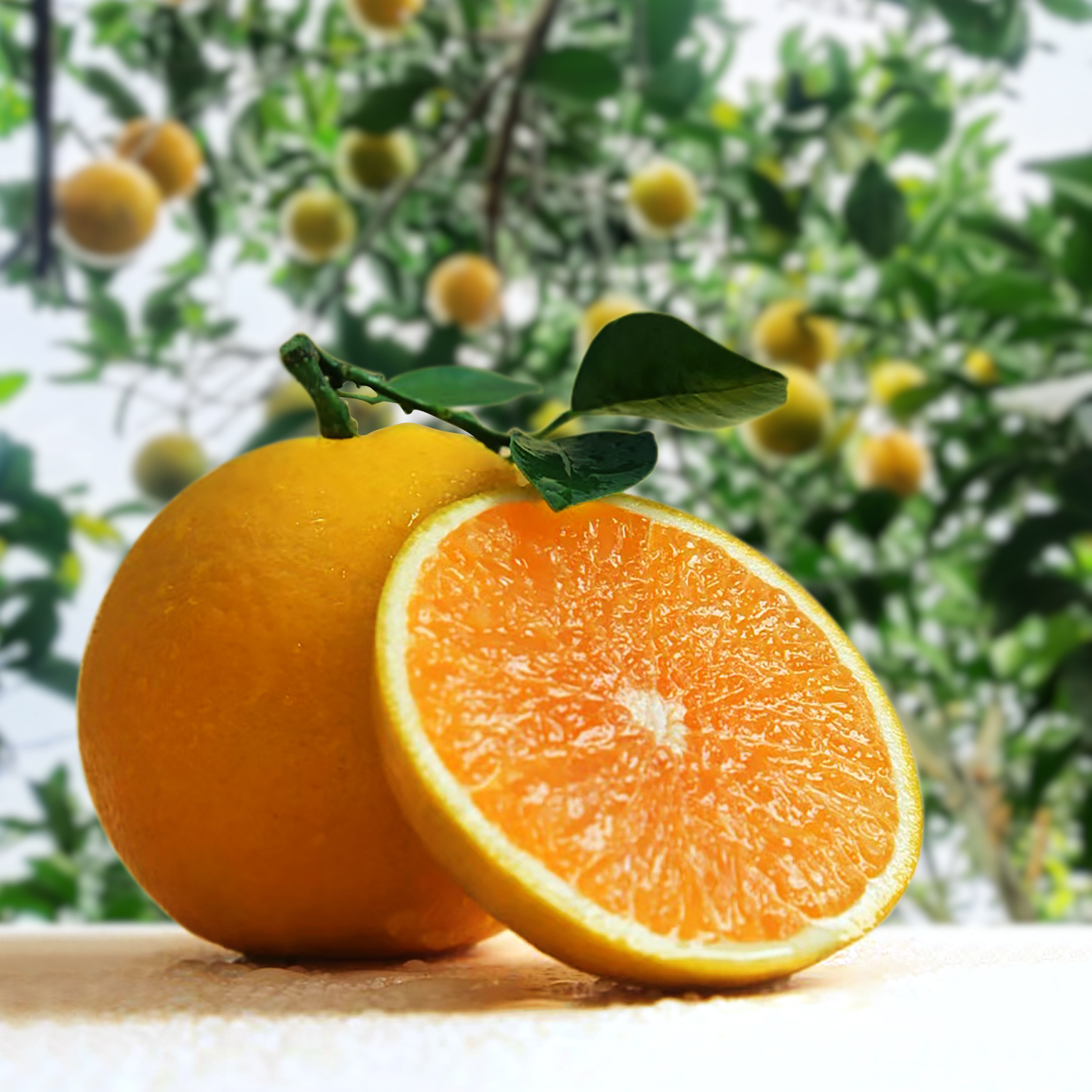 精品红江橙专卖店2025新鲜水果红美人橙子廉江红橙