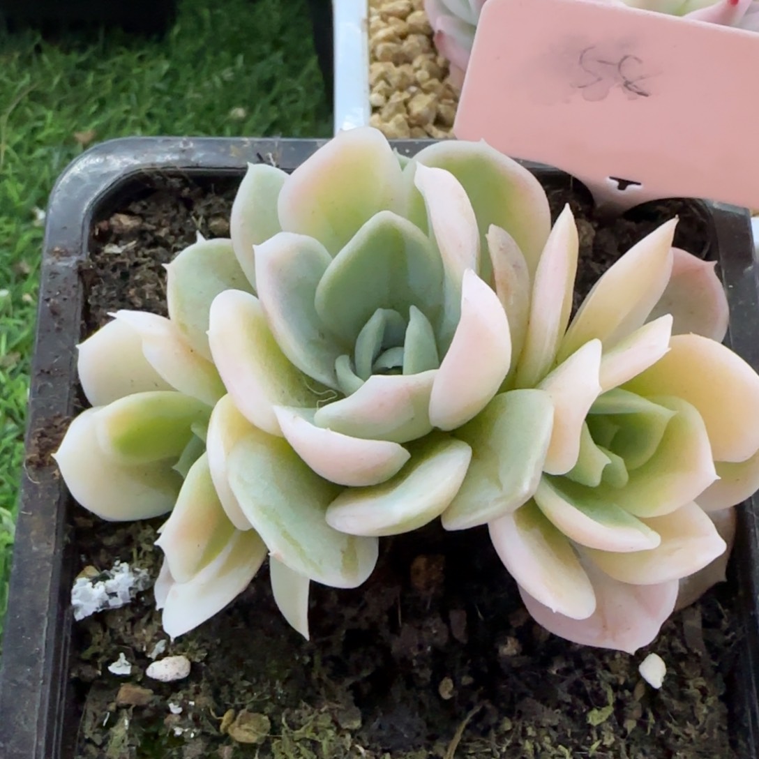 蓝色惊喜锦多肉植物