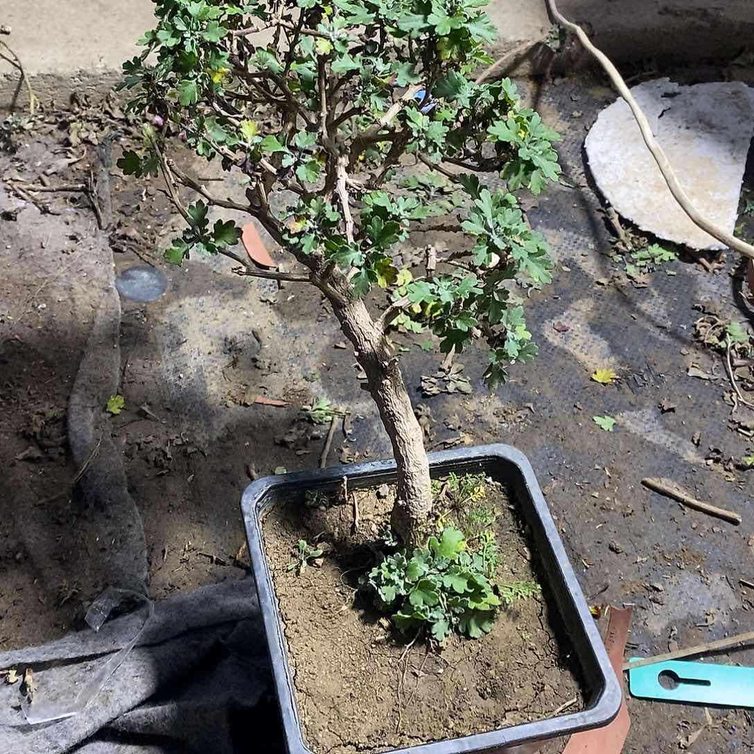 琳***允完全开放盆景菊花菊花