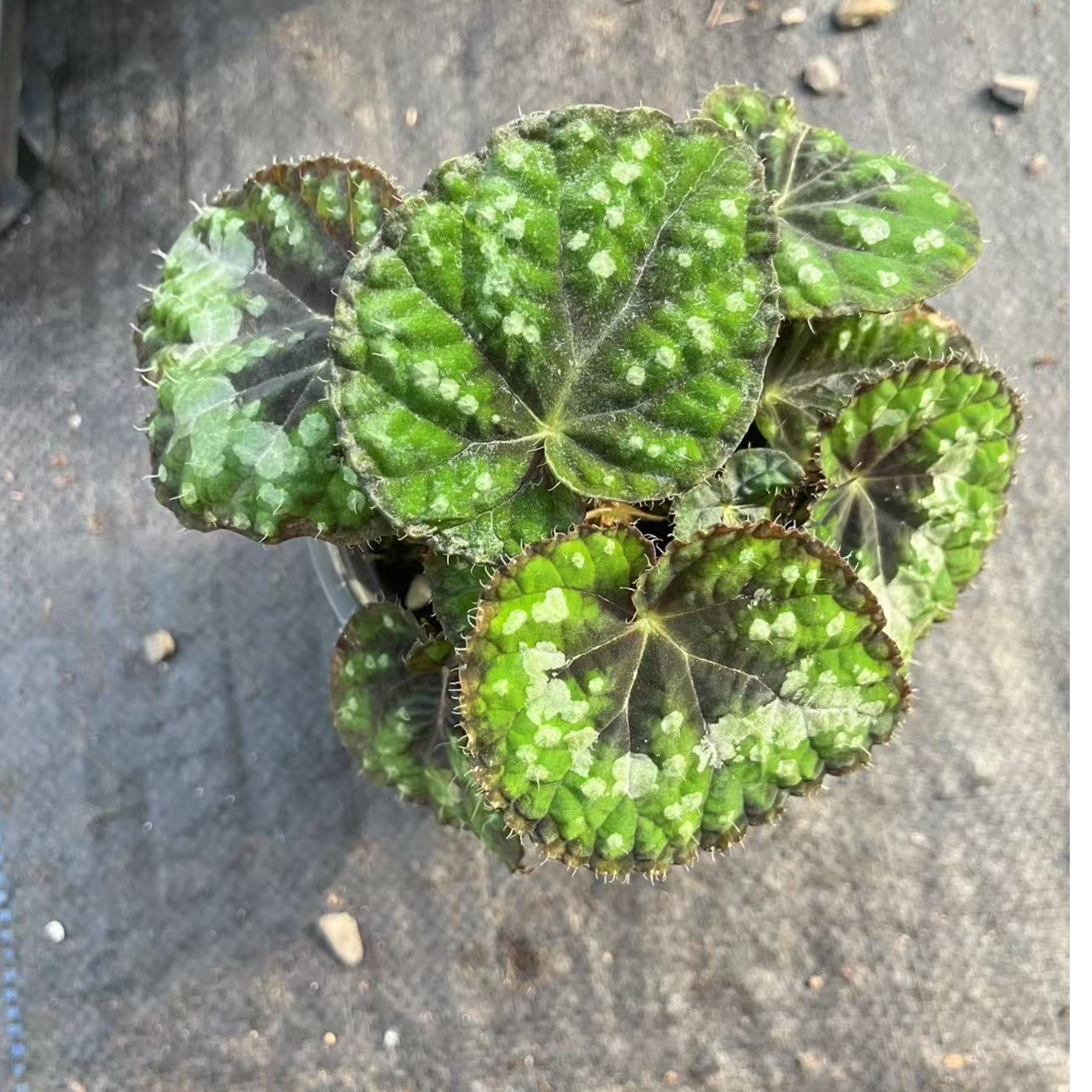 【秋海棠】101-200号锦绣花园秋海棠室内阳台观赏花网红ins植物耐阴