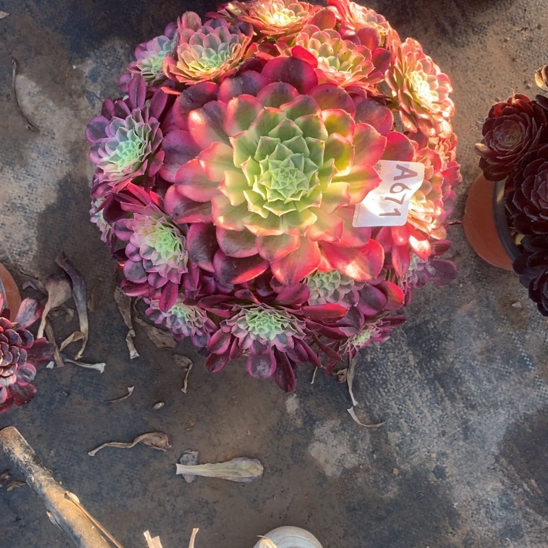 嫩桩天合671多肉法师