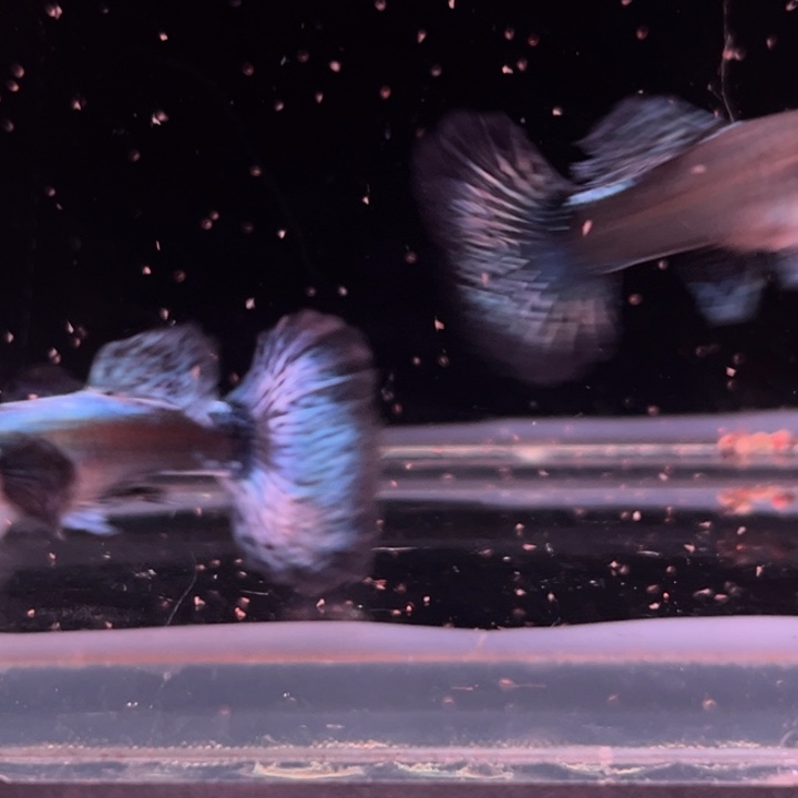 海水大耳朵半月尾蓝蝴蝶1对