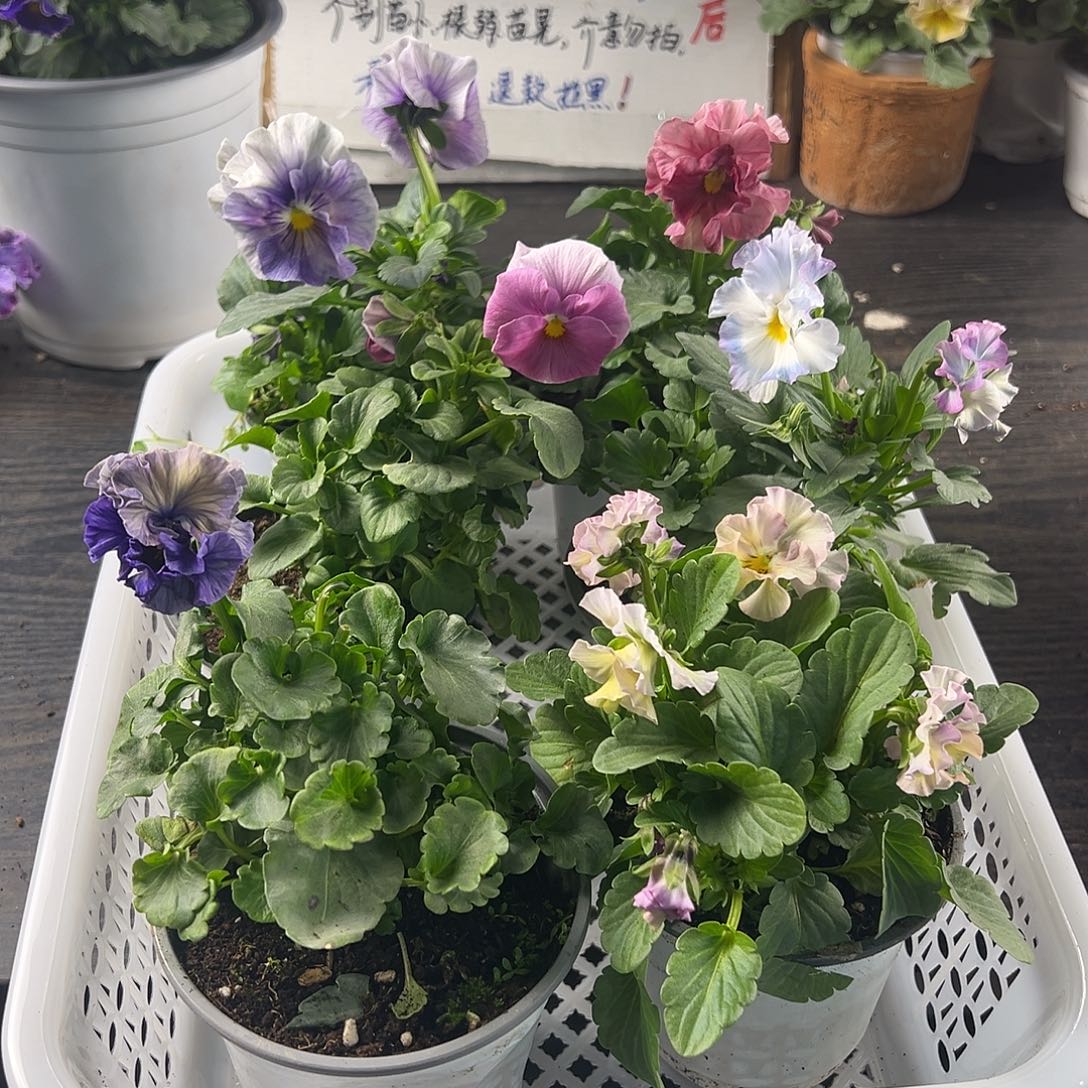 大部分花苞少量开放181号