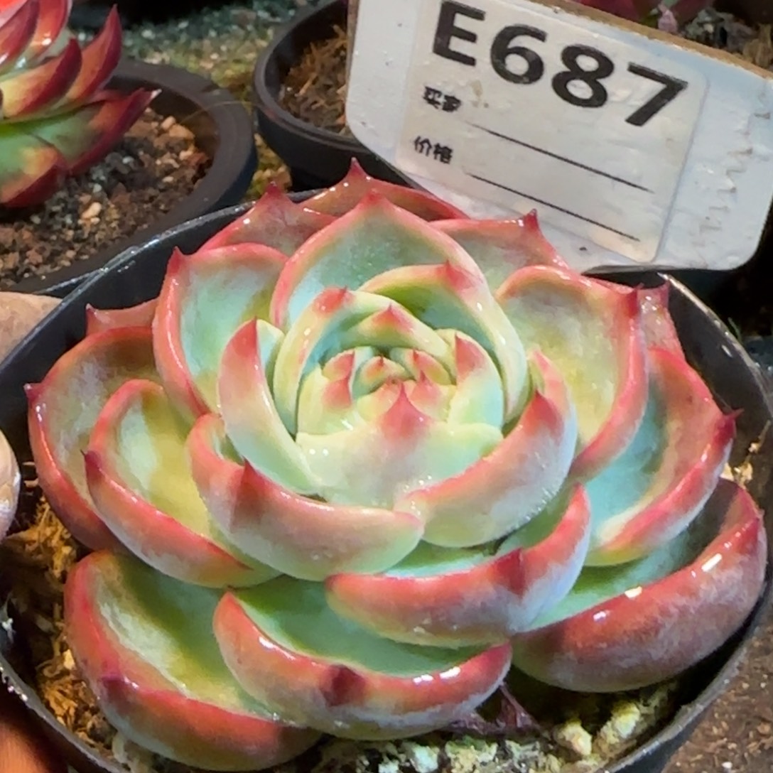 玫瑰惊鸿一物一拍包装收缩花旱687