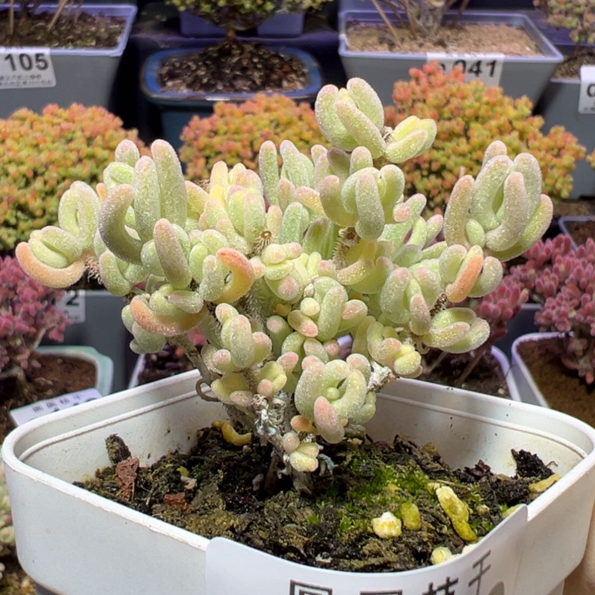 【闪购商品】e160小精控橙叶锦枝干番杏