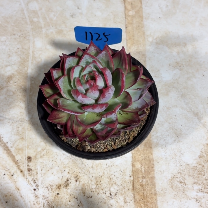 1125好惊鸿仙子红红火火