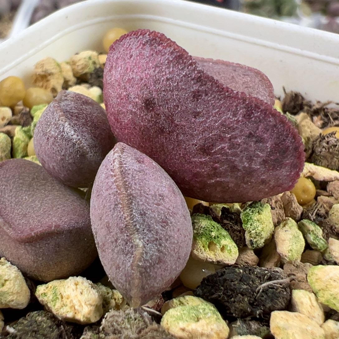 实生新品多肉植物水泡多肉植物水泡泡