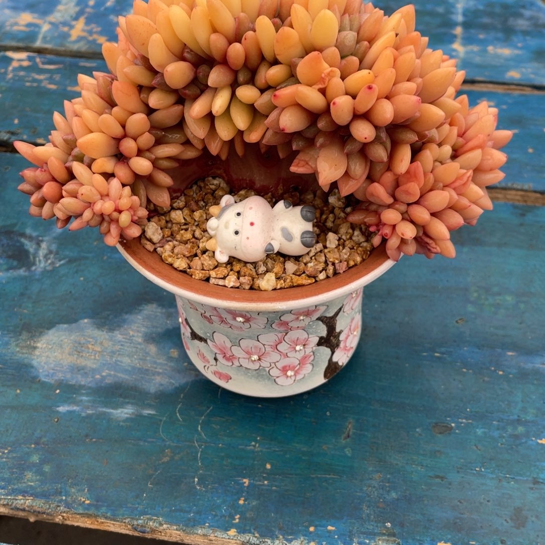 一物一拍中通快递