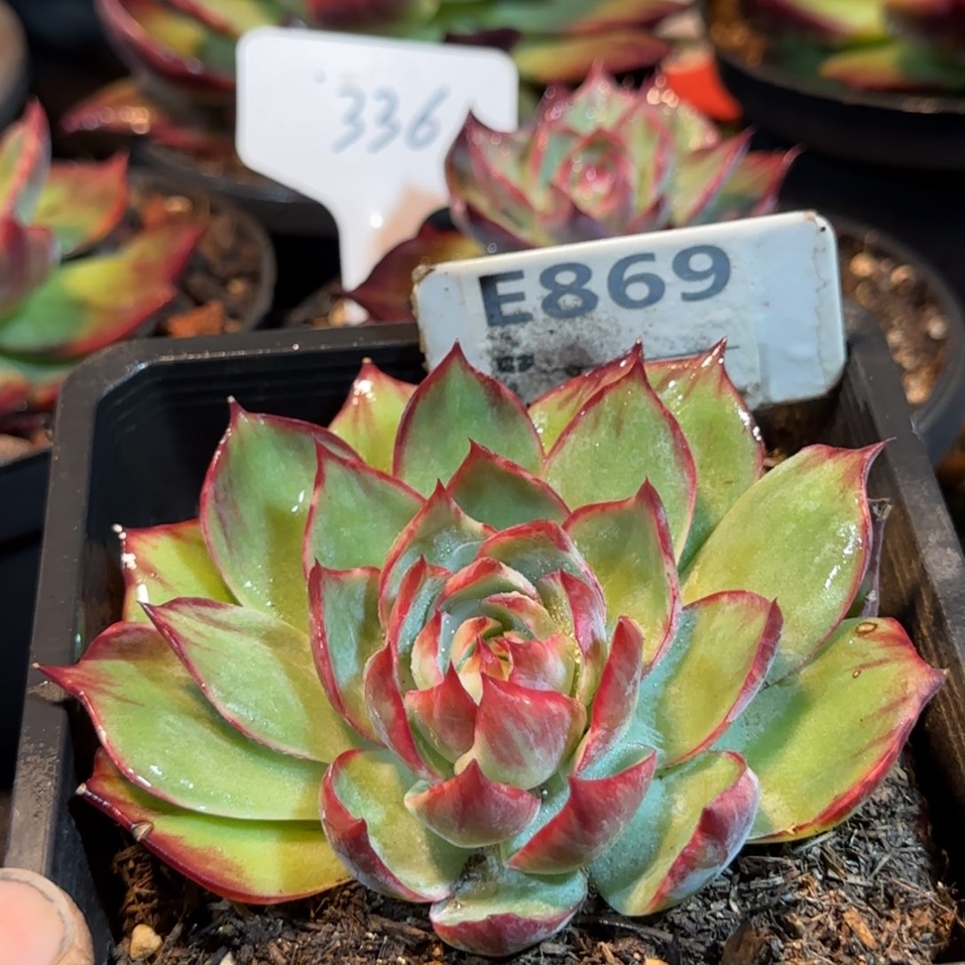 惊鸿一物一拍包装收缩花旱869