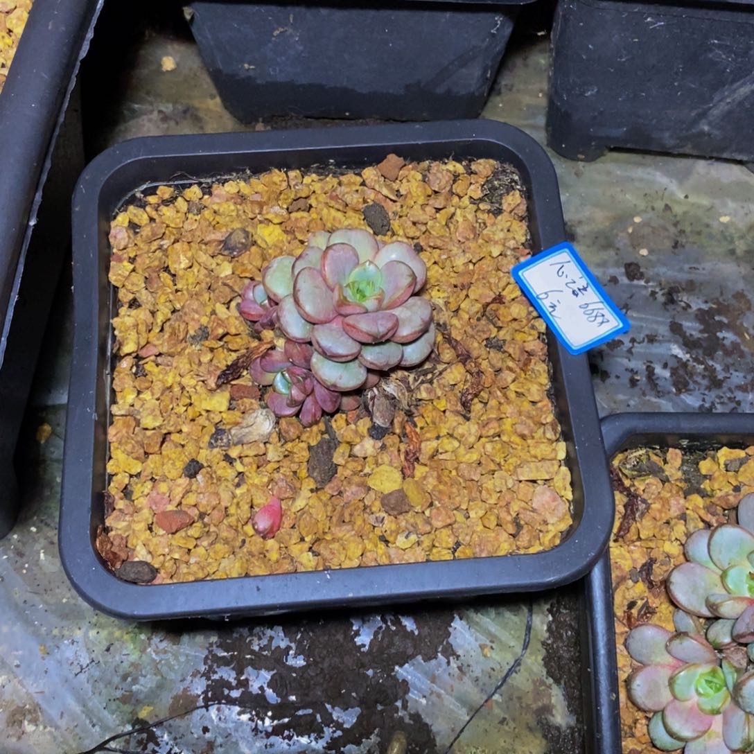 心***8一物一拍一物一拍