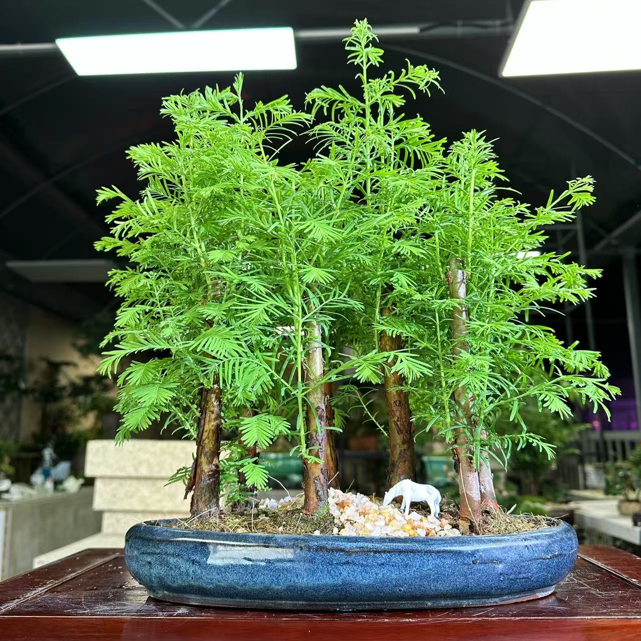 水杉丛林盆景盆栽办公室绿植小植物木本久生植物水养水培微型盆景