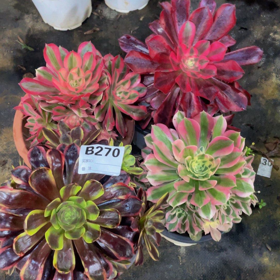 270四颗11111多肉