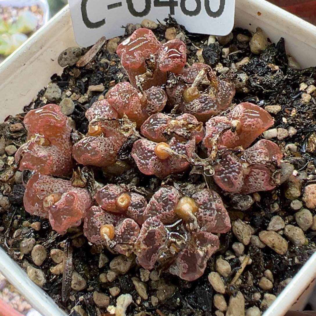 多肉植物1111111111111111