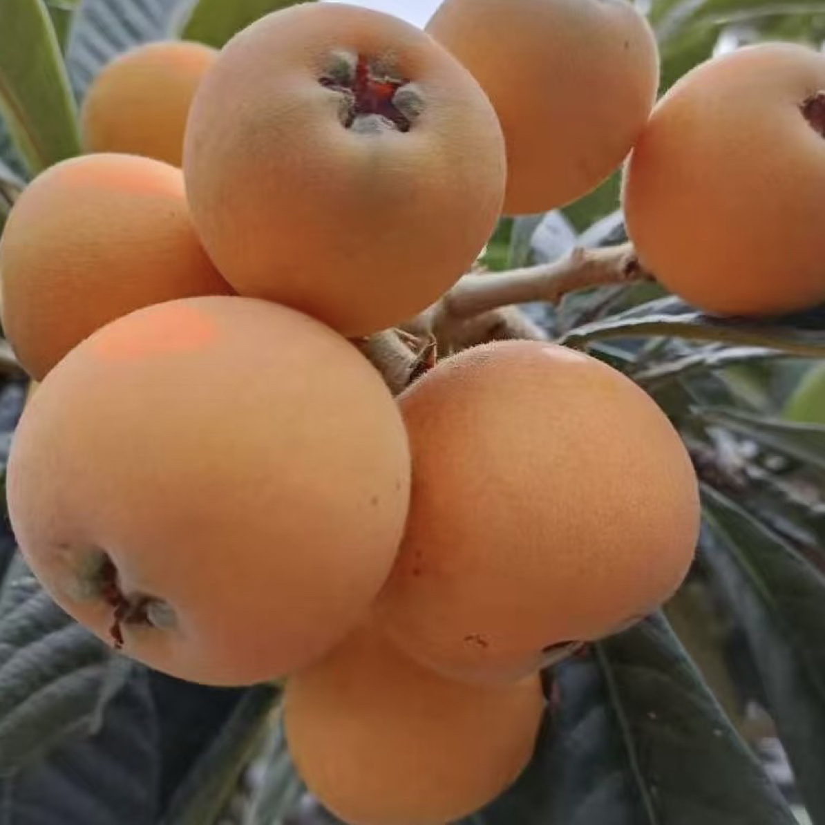 五星枇杷果树苗 好养好种