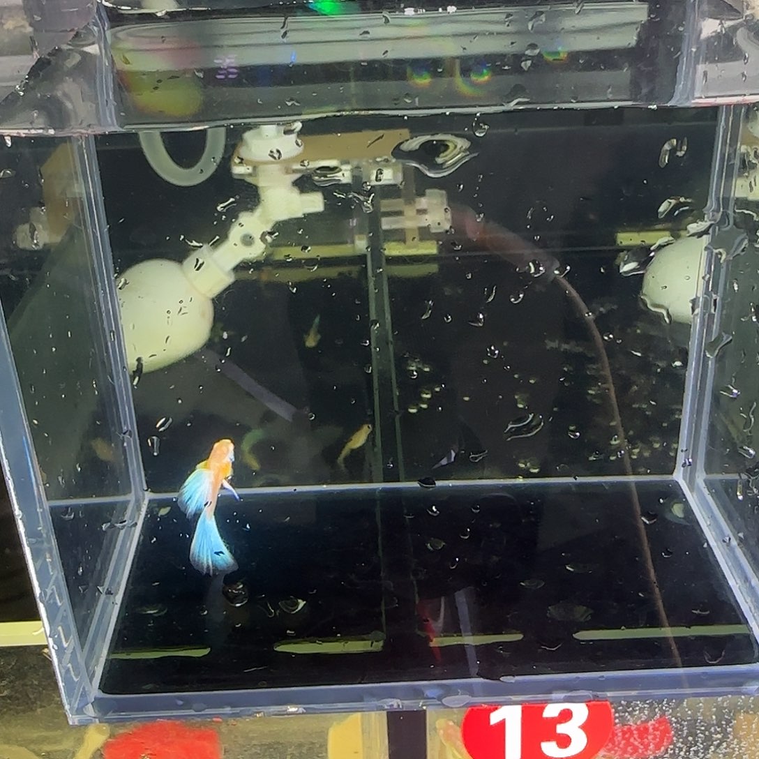 孔雀鱼蓝白欧翼飞船一对