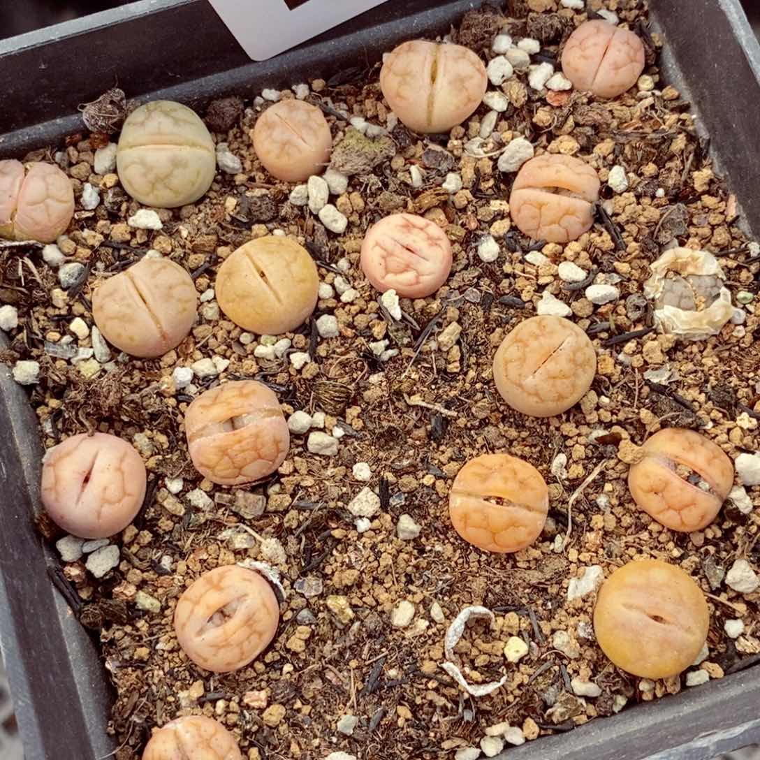 我的小姐姐们都是我的690