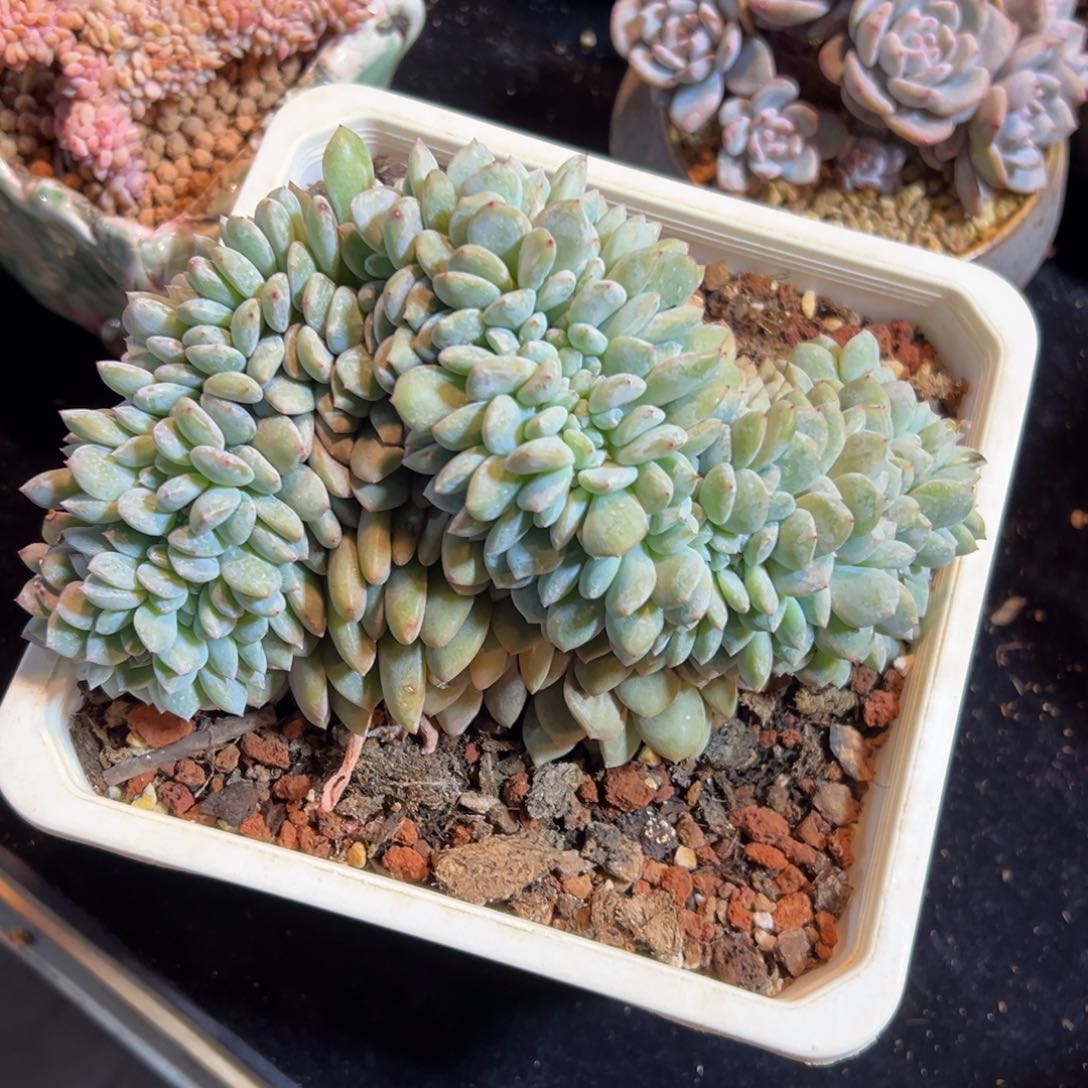 新年快乐 新年快乐