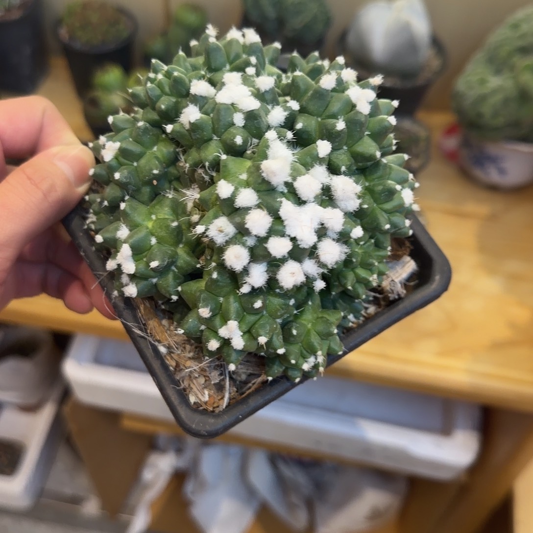 实生雪糕群 品相自观如图