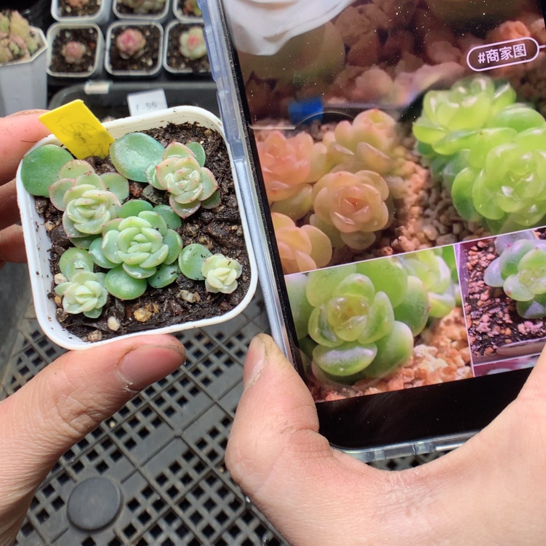 无花朵飘纸甜心5颗yyyyy