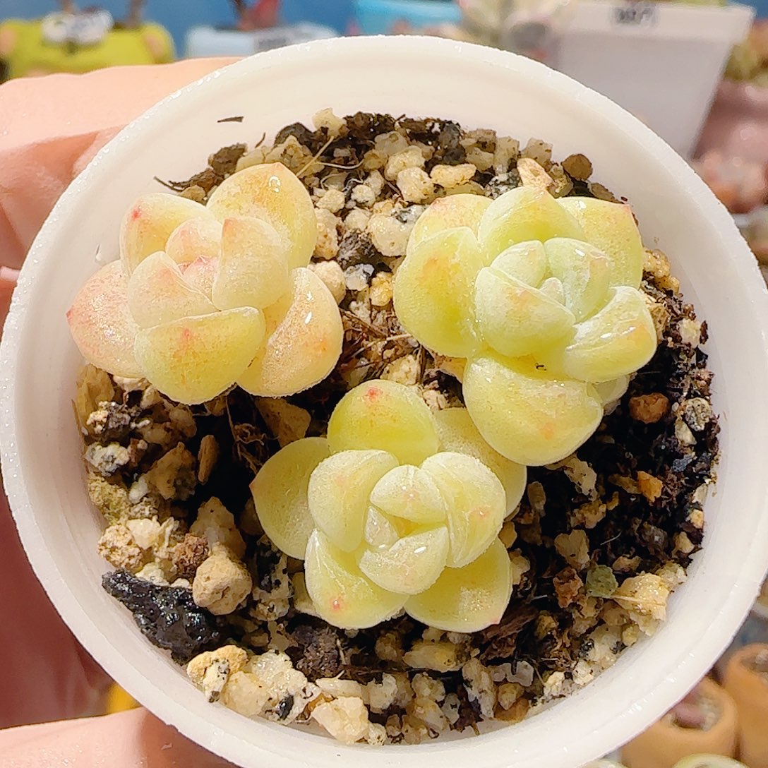 T奶油冰玉盆口3.5cm