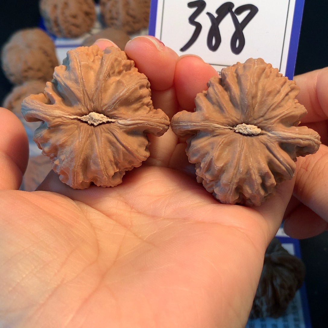 把件文玩核桃388白狮子4.4