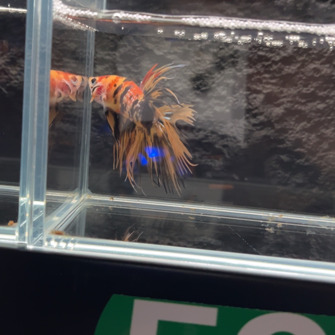 斗鱼橘色狮王狮王狮王