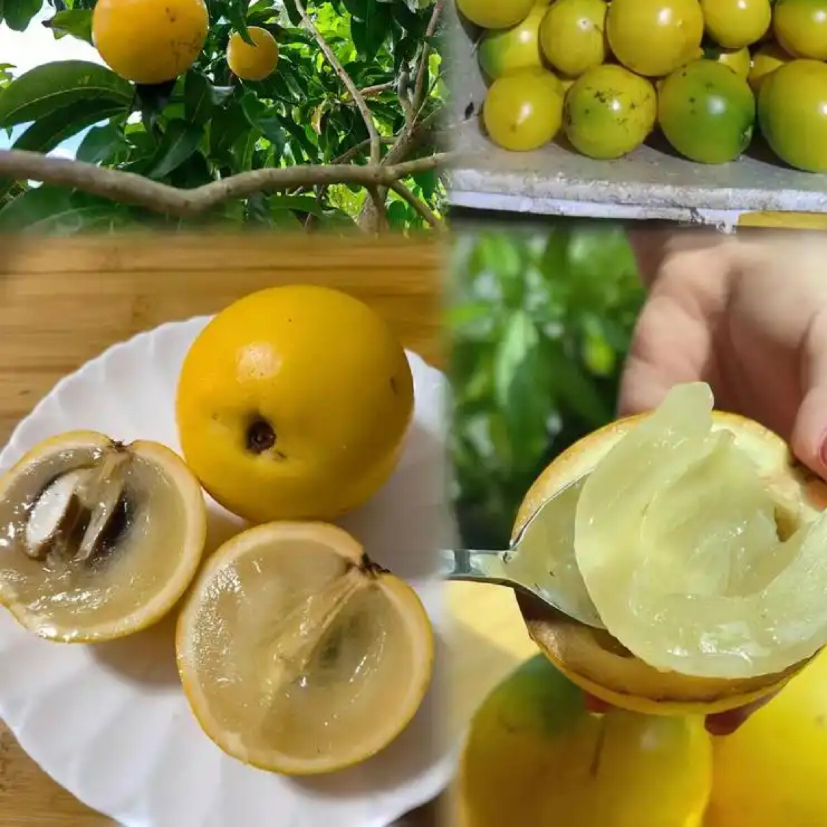 广东冰糖黄 晶 果盆栽