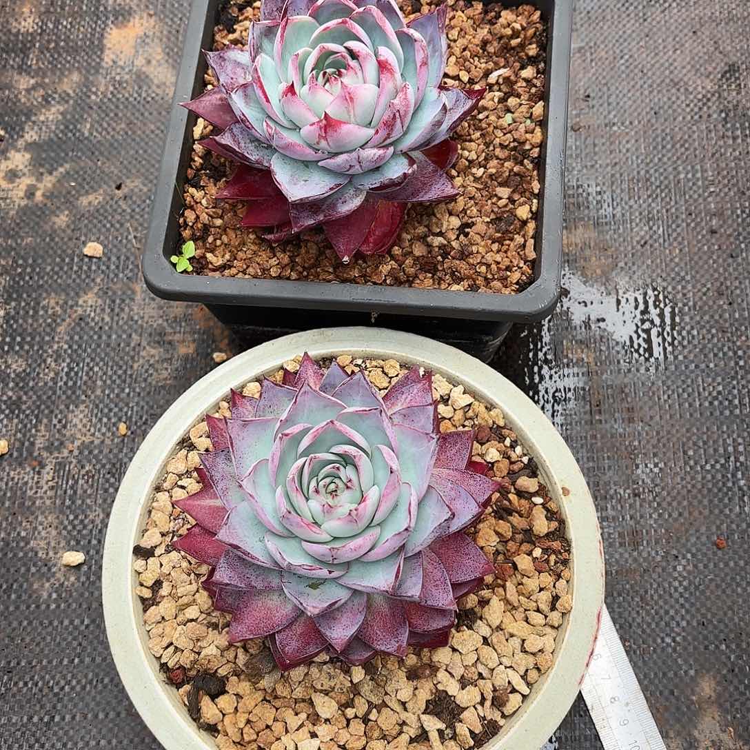 木***j惊鸿仙子发货