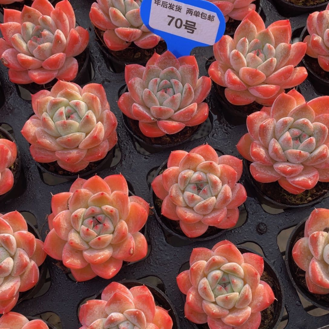 70号 全状态优选西施佳人单头两个