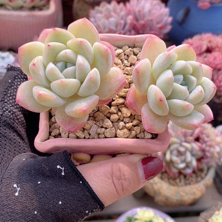 雪媚娘 韩货精品