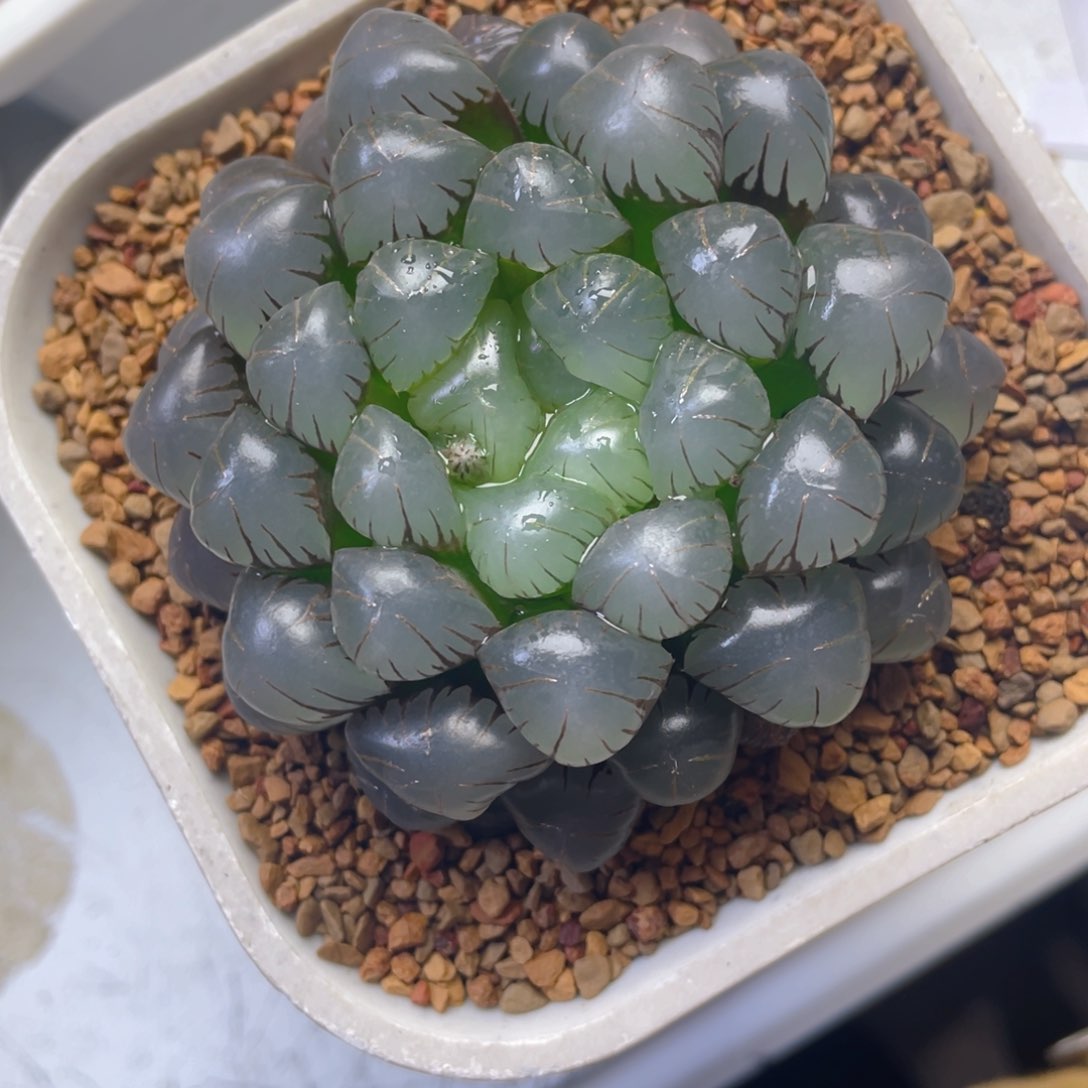 一**光大紫冰灯玉露。