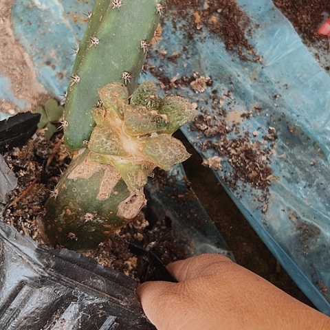 280仙人球的比赛将