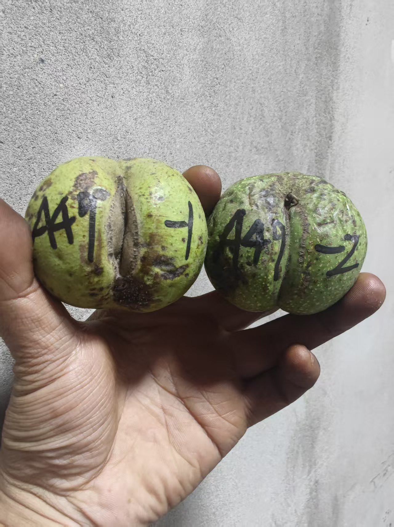 白狮子核桃只保品种--A49