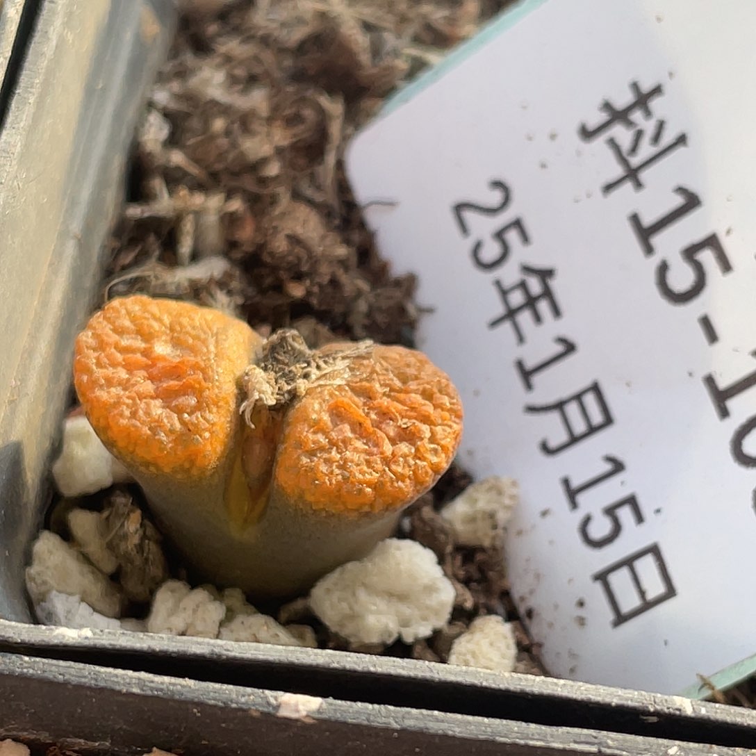 15-108蛋糕风铃肉锥