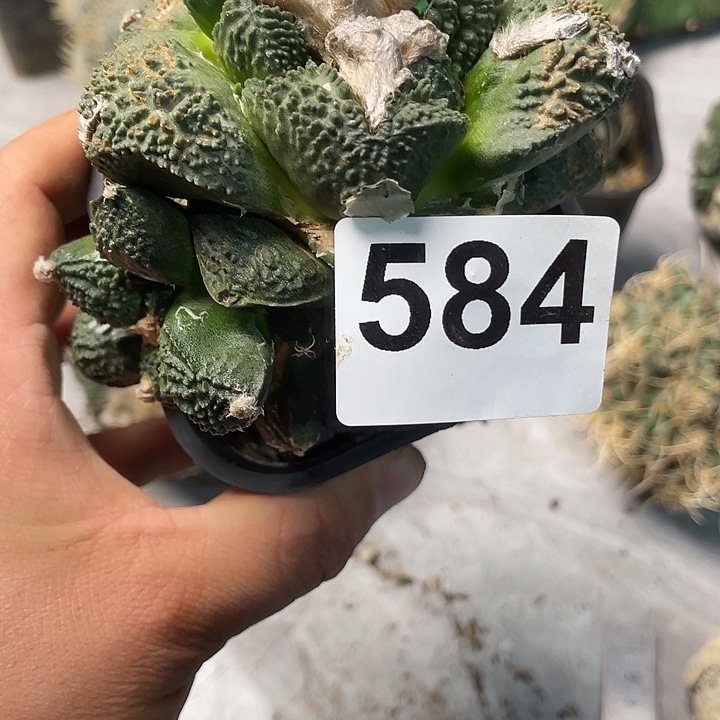 完全开放584哥斯拉