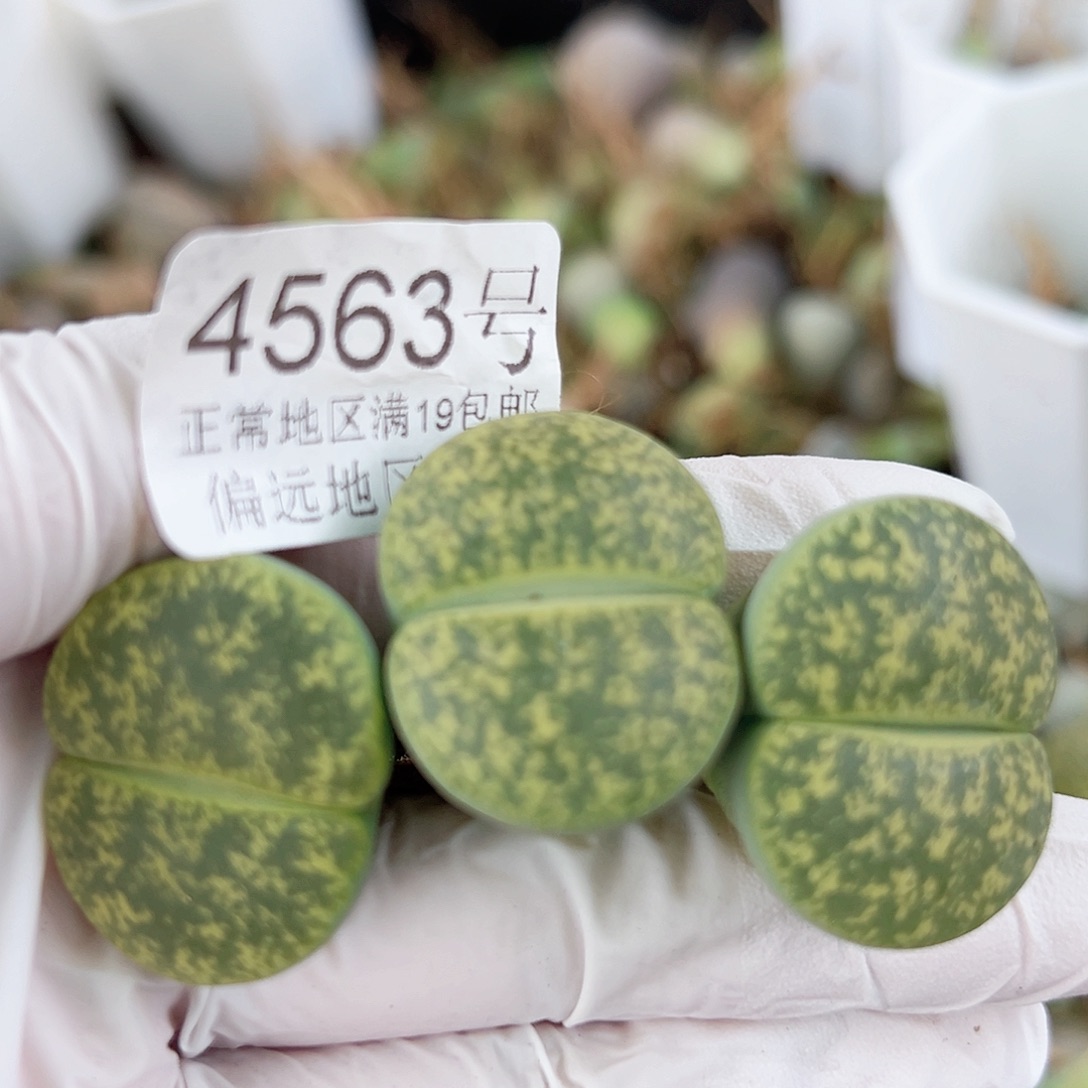 4563 好养易活生石花大母本3个2.5cm