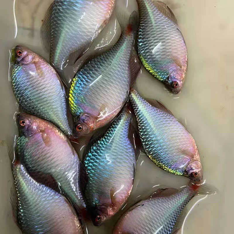 一物一拍七彩鳑鲏鱼好养耐活冷水淡水小型原生观赏鱼