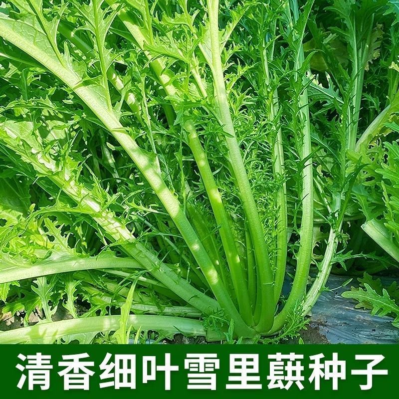 【满5包/包邮】细叶雪里蕻种子冬播耐寒盆栽阳台庭院大田蔬菜种子