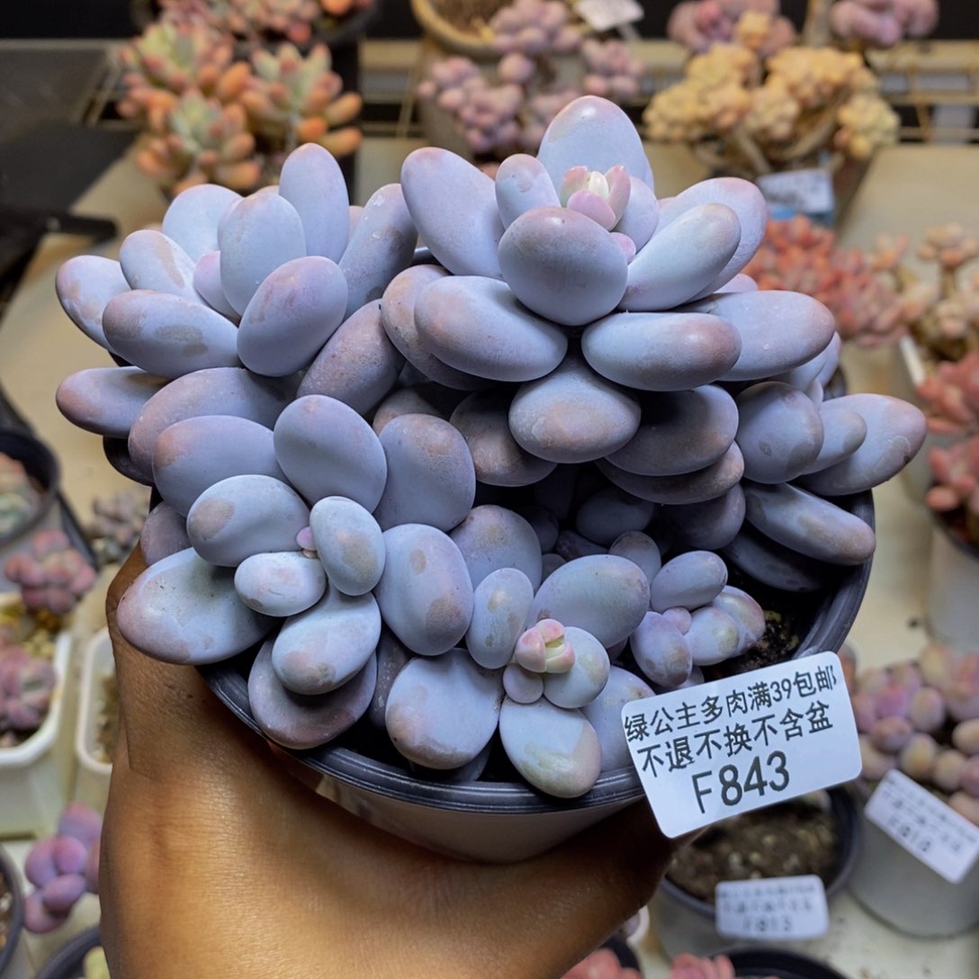 843水光针多肉9c m