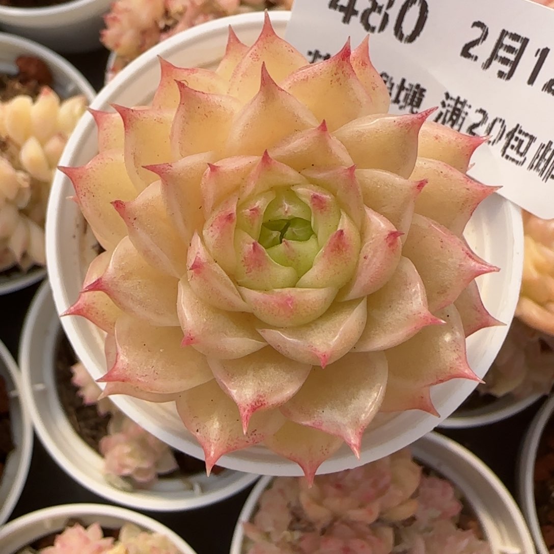 花语逸境0212-480