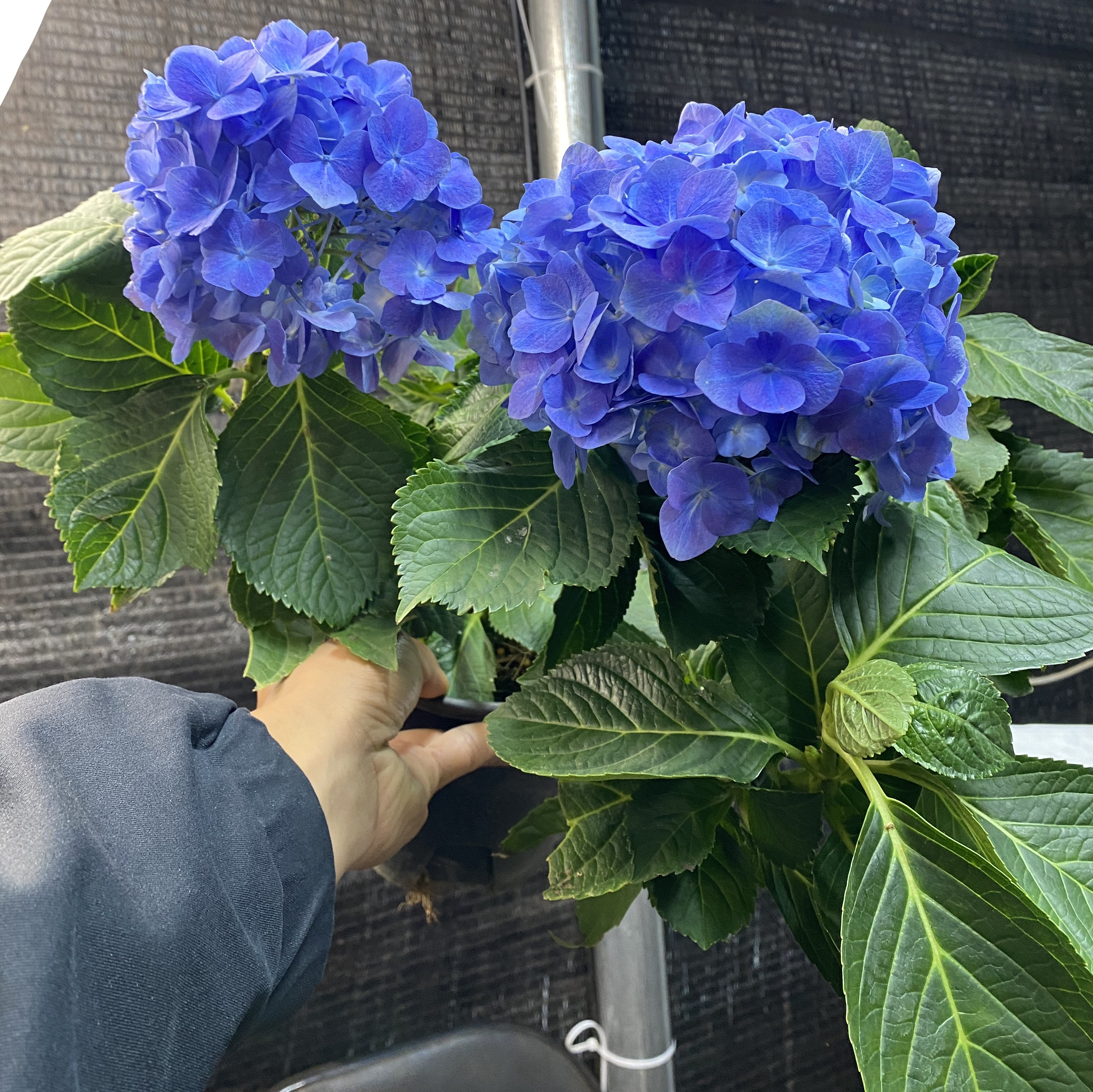 大海蓝绣球花多年生盆栽带花老桩四季室内开花庭院阳台鲜花卉