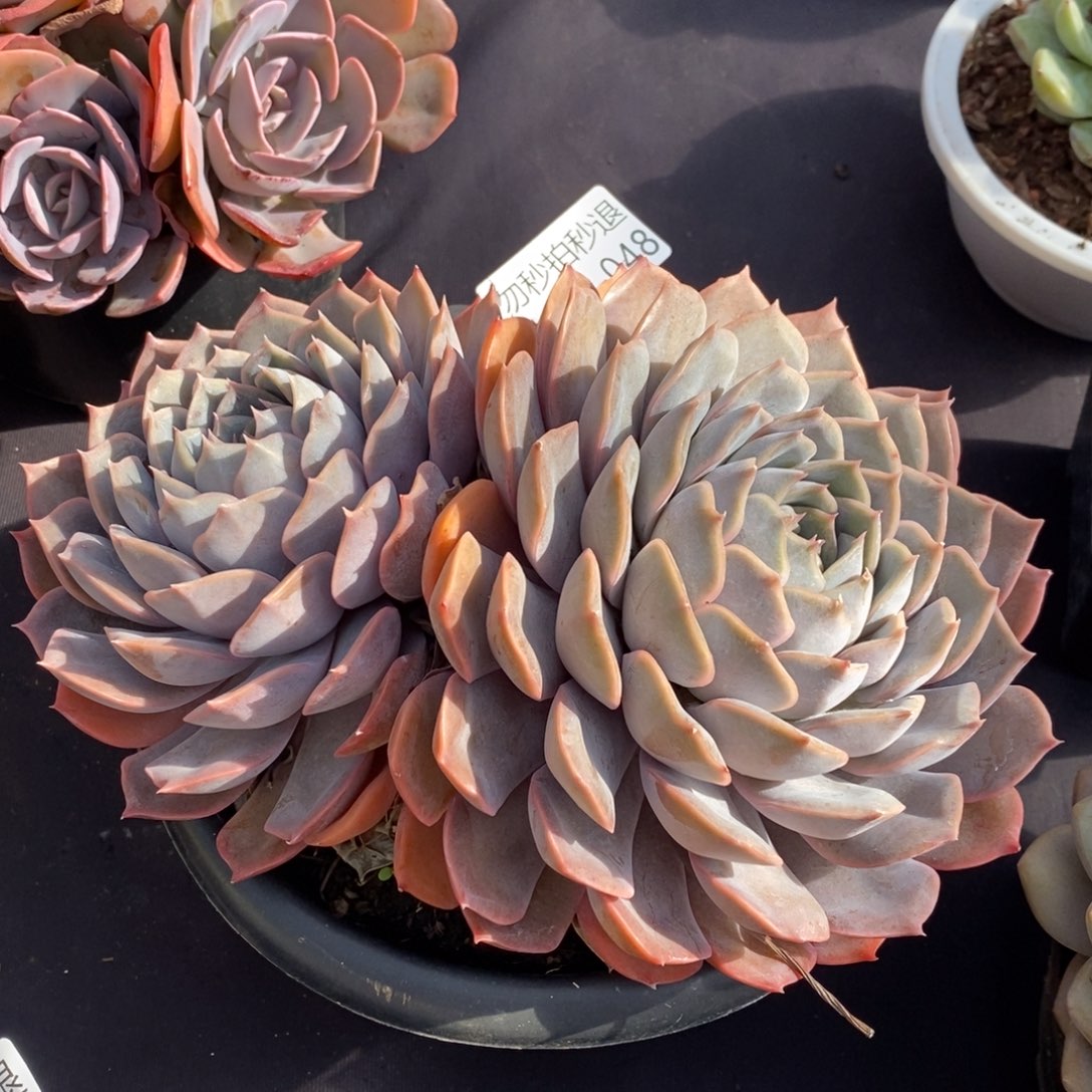 两单包邮1229-48非哦娜