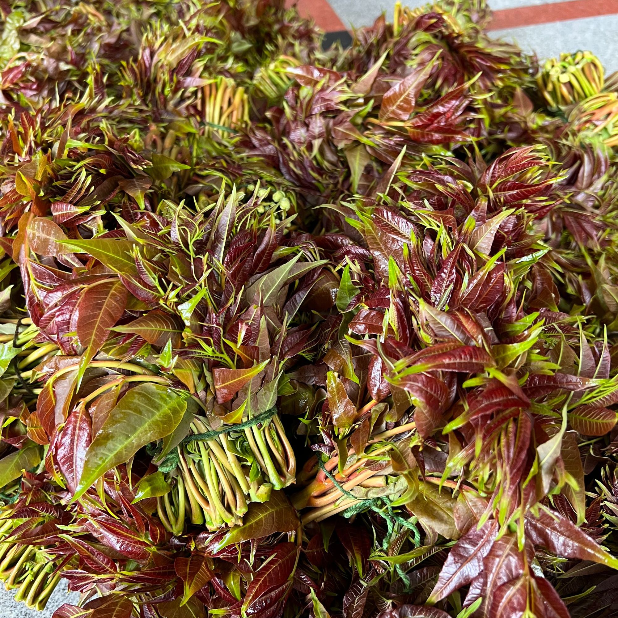 新县大别山紫风铃新鲜花儿菜现摘香椿芽时令当季蔬菜